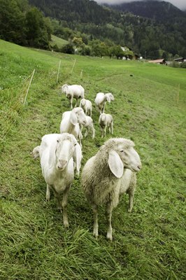Photodisc/Digital Vision/Getty Images Both the akbash and the kuvasz are livestock guarding breeds.