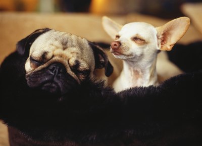 Ryan McVay/Digital Vision/Getty Images Most of the time, dogs close their eyes to sleep.