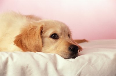 David De Lossy/Photodisc/Getty Images Dogs are immune to the human rhinovirus.