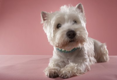 Chris Amaral/Digital Vision/Getty Images Cute is a major characteristic.