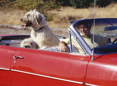 Ryan McVay/Valueline/Getty Images The bigger the dog, the harder it is to find accommodations when traveling.