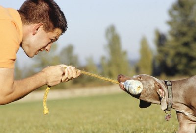 Ryan McVay/Digital Vision/Getty Images Puppy playtime can be educational.