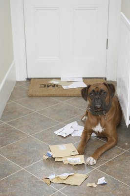 Michael Blann/Photodisc/Getty Images A pack of dogs can cause much more damage than a single pooch can.