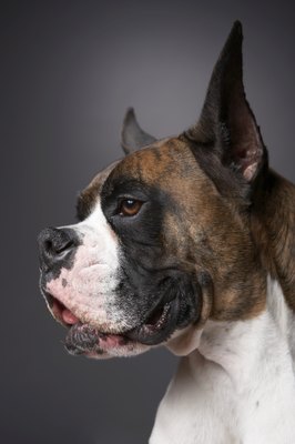 Chris Amaral/Digital Vision/Getty Images Boxers commonly show brindling and reverse brindling coat colors.