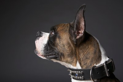 Chris Amaral/Digital Vision/Getty Images Boxers are among the breeds with the brindle gene.