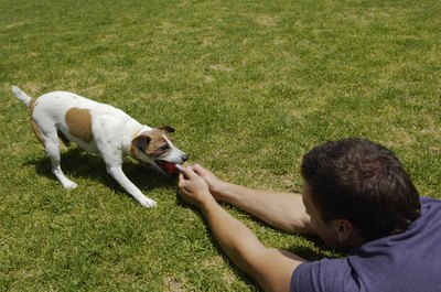 Kane Skennar/Digital Vision/Getty Images Tug-of-war engages your pup's prey drive.