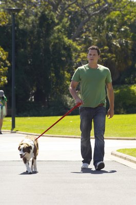 Kane Skennar/Photodisc/Getty Images Every walk is a training session when you are teaching your dog to walk by your side.