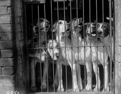 Fox Photos/Valueline/Getty Images A dog gate clearly defines boundaries for your pet.