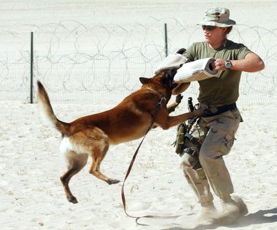 Spencer Platt/Getty Images News/Getty Images Either collars or harnesses can be used during agitation training.