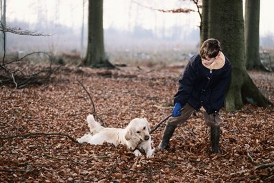 David De Lossy/Photodisc/Getty Images Dogs eating dirt, leaves and sticks may have a nutritional deficiency.