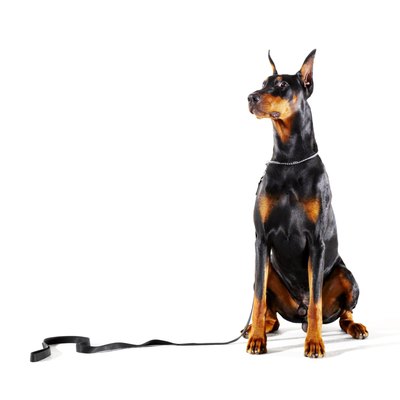 Thomas Northcut/Digital Vision/Getty Images The Doberman pays close attention to her humans.