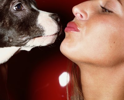 Ryan McVay/Lifesize/Getty Images Pit bulls look so kiss-a-bull, but what's their take?