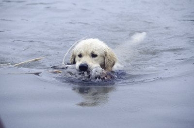 David De Lossy/Photodisc/Getty Images Lake swimming in an area prone to leptospirosis increases your dog's risk of exposure.