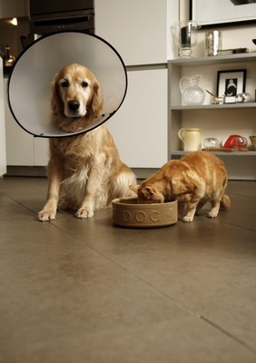 Janie Airey/Digital Vision/Getty Images Dog's are more dietarily flexible than cats, who are carnivores through and through.