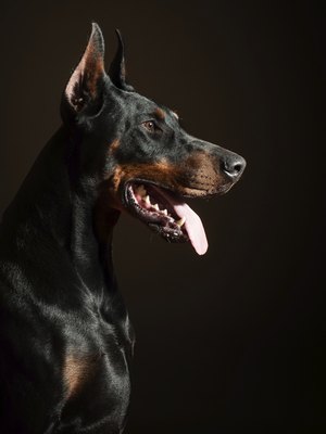 bekisha/iStock/Getty Images The smallest pinscher is 10 inches high at the shoulder, while the largest breed of pinscher stands around 28 inches.