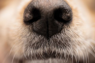 mercedes rancaAo/iStock/Getty Images "I smell pizza ... but there's no pizzeria around."