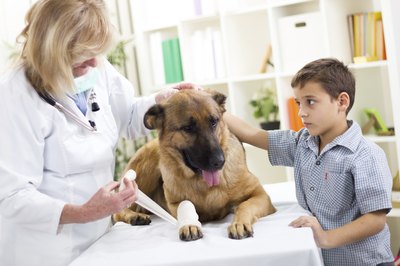 pyotr021/iStock/Getty Images Your vet may apply a splint to help immobilize a broken bone.