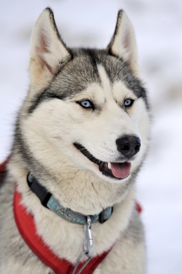 Byrdyak/iStock/Getty Images Siberian huskies need owners who understand their nature and special needs.