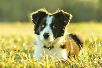 tartaruga1988/iStock/Getty Images The eyes have it -- that intense border collie stare.