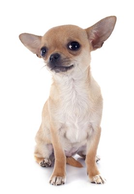cynoclub/iStock/Getty Images The Chihuahua's small size makes him vulnerable to injury.