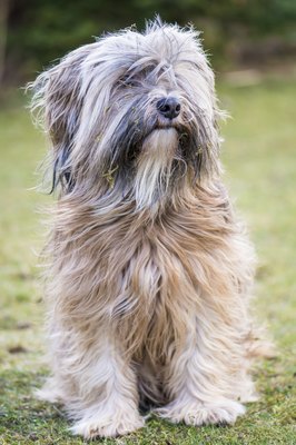 manfredxy/iStock/Getty Images Tibetan terriers watch the world through long fur that covers their eyes.