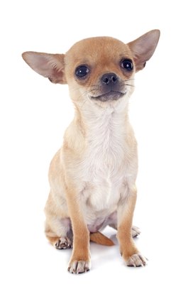 cynoclub/iStock/Getty Images The tiny Chihuahua delivers big on voice, spunk and devotion.