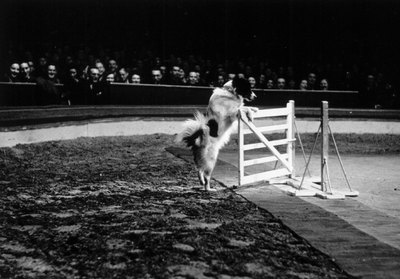Kurt Hutton/Valueline/Getty Images Teach gate obedience before he's large enough to jump it with ease.