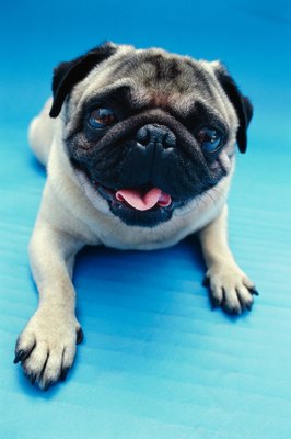 George Doyle/Stockbyte/Getty Images Epulis occur more often in brachycephalic, or short-nosed breeds, such as the pug.