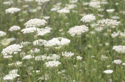 Hemera Technologies/Photos.com/Getty Images Wild carrot, sometimes known as Queen Anne's Lace.