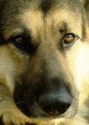 Jupiterimages/Photos.com/Getty Images In the United Kingdom, German shepherds are often referred to as Alsatians.