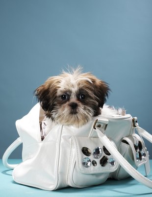 Martin Poole/Digital Vision/Getty Images Packing for your pup's flight starts with choosing the right carrier.