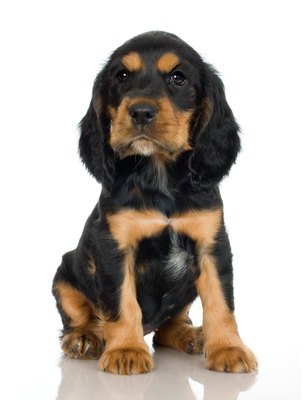 Jupiterimages/Photos.com/Getty Images "I can't wait to roam around my home!"