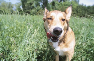 Hemera Technologies/AbleStock.com/Getty Images Some dogs enjoy munching on greenery.