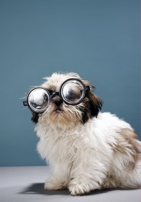 Martin Poole/Digital Vision/Getty Images What makes a dog a crazy dog may be in the eyes of the beholder.