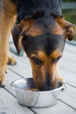Jupiterimages/Photos.com/Getty Images Dogs need a complete and balanced diet to stay healthy.