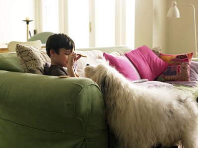 John Howard/Lifesize/Getty Images Regular grooming can help keep your white dog white.