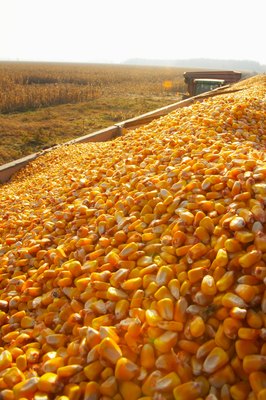 Jupiterimages/Photos.com/Getty Images Corn is not easy for your dog to digest.