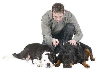 Hemera Technologies/PhotoObjects.net/Getty Images You should keep your dogs on heartworm prevention every month.
