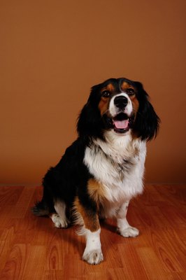 Jupiterimages/Photos.com/Getty Images He just wants to scratch and doesn't mean to make a mess of your floor.