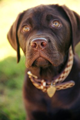 Brand X Pictures/Stockbyte/Getty Images A dog who suffers from nocturnal enuresis is not aware they are urinating in their sleep, so punishing him after the fact will have no positive impact.