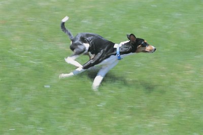 Comstock/Stockbyte/Getty Images Grass will feel great on your dog's feet, but it is hard to maintain.