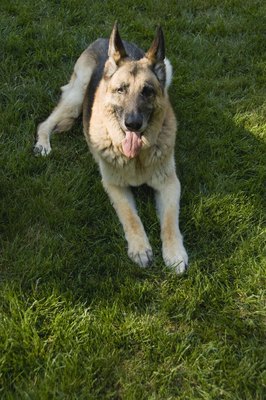 Jupiterimages/Stockbyte/Getty Images Health issues in German shepherds often stem from genetics.