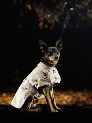 Ryan McVay/Photodisc/Getty Images Doggie coats aren't only for overindulged pets.