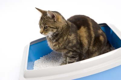 BananaStock/BananaStock/Getty Images Keep Fido out of Fluffy's litter box.