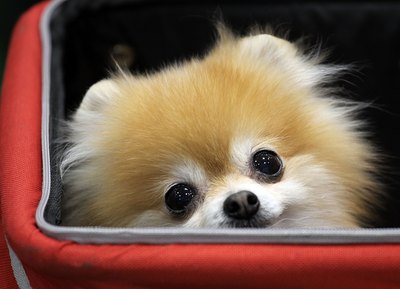 Koichi Kamoshida/Getty Images News/Getty Images Pomeranians are notorious little shedders.