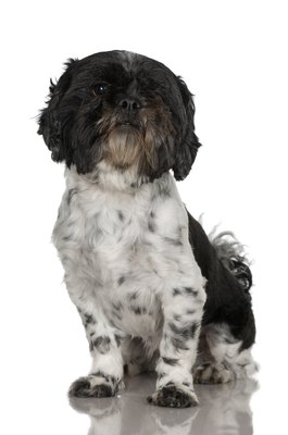 Jupiterimages/Photos.com/Getty Images An adult Havanese will typically be 8.5 to 11.5 inches tall at the shoulder.
