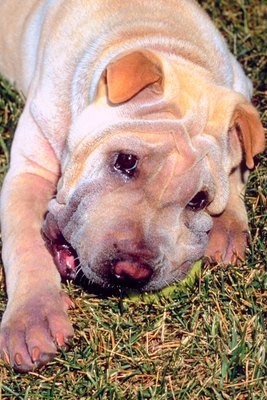 Jupiterimages/Photos.com/Getty Images Dogs with mange generally exhibit skin lesions and hair loss.