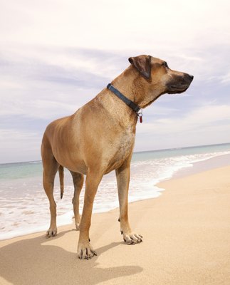 Thinkstock Images/Stockbyte/Getty Images Ketoprofen may be used to treat chronic pain in dogs.