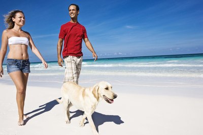 Jupiterimages/Stockbyte/Getty Images Helping your dog keep cool during the summer protects him from heatstroke.