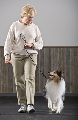 Apple Tree House/Lifesize/Getty Images Dogs must heel in a happy and enthusiastic manner between stations.